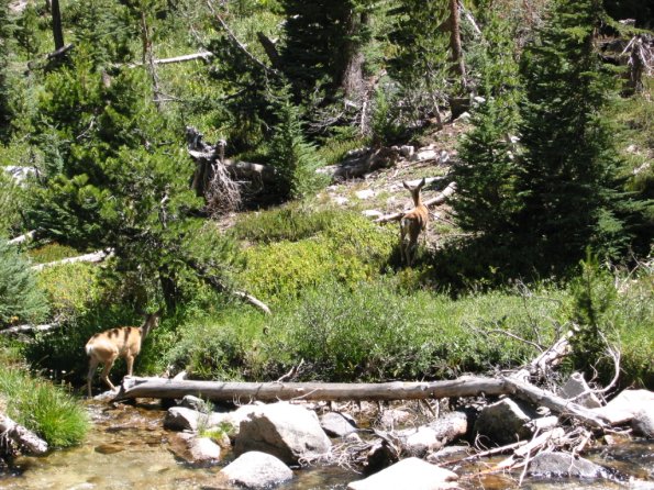 034_LeConteCanyonDeer