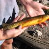 037_LeConteGoldenTrout3