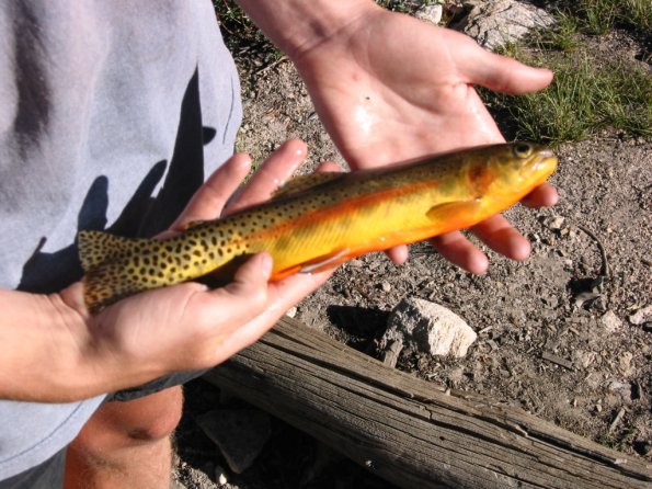 037_LeConteGoldenTrout3