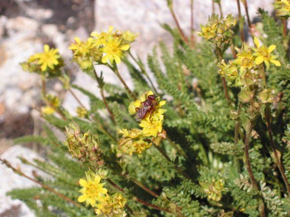 057_RedFlyOnMuirPass