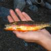 087_GoddardCanyonGoldenTrout1