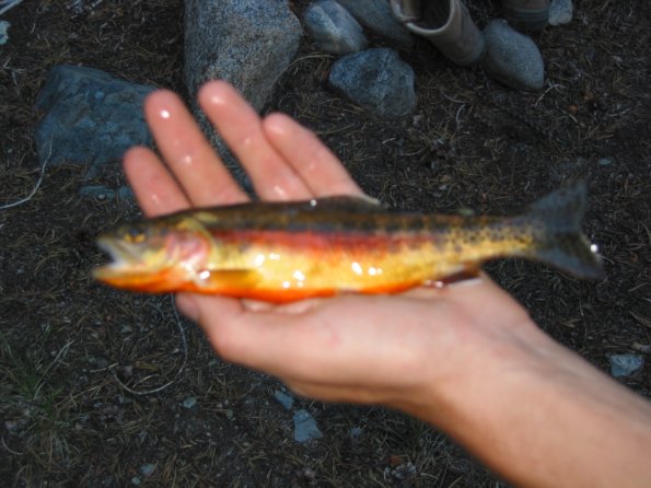 087_GoddardCanyonGoldenTrout1