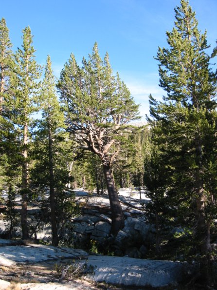 096_HutchinsonMeadowWithFunkyTree