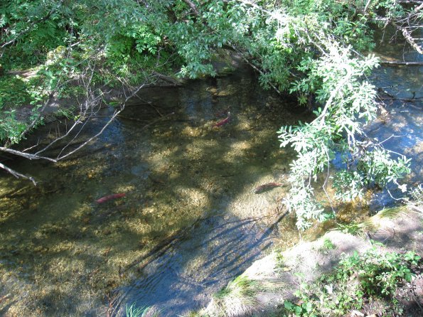 Alaska_Cruise_2013_194