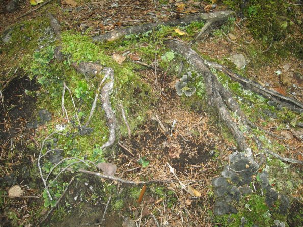 Alaska_Cruise_2013_258