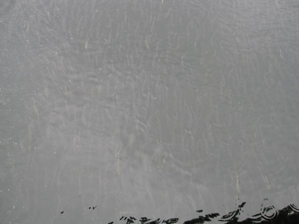 Alaska_Cruise_2013_461