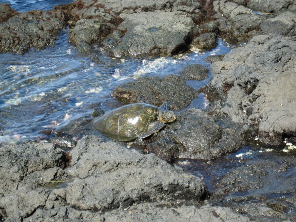 Hawaii_Cruise_2013_158