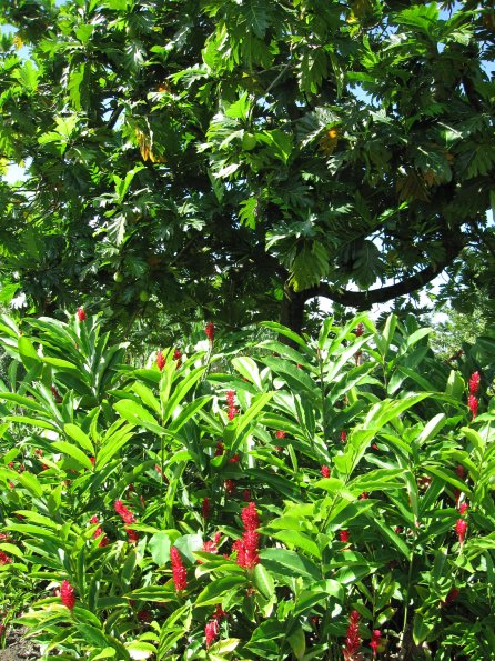 Hawaii_Cruise_2013_179