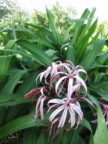 Hawaii_Cruise_2013_181