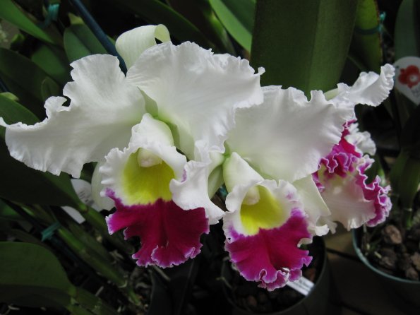 Hawaii_Cruise_2013_183