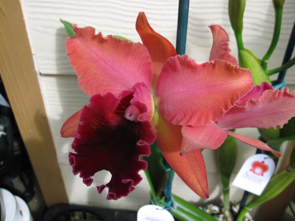 Hawaii_Cruise_2013_184