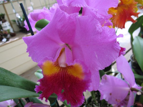 Hawaii_Cruise_2013_186