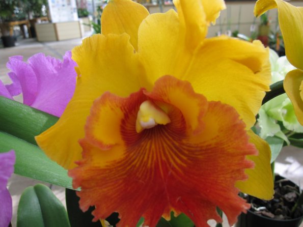 Hawaii_Cruise_2013_188