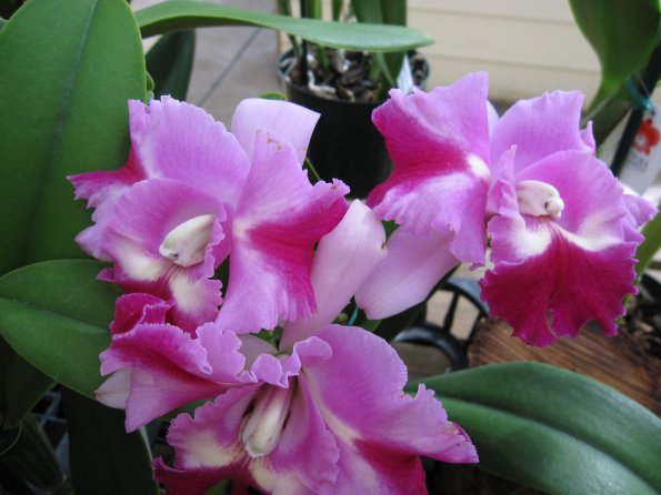 Hawaii_Cruise_2013_189