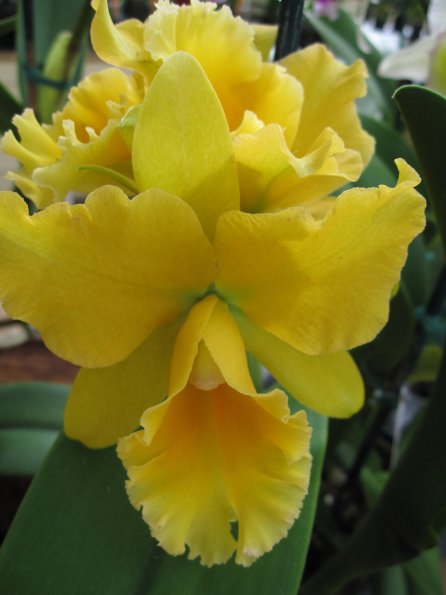 Hawaii_Cruise_2013_190