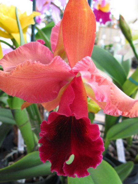 Hawaii_Cruise_2013_191