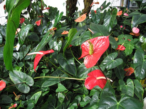 Hawaii_Cruise_2013_192