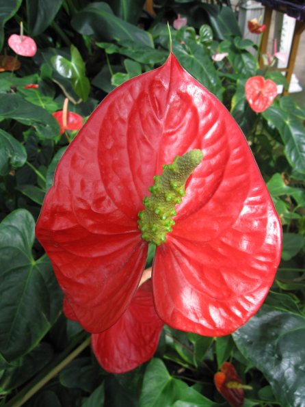 Hawaii_Cruise_2013_193