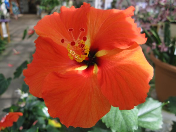 Hawaii_Cruise_2013_194