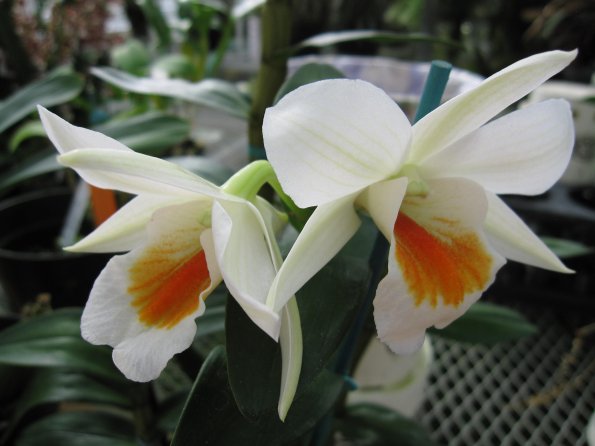 Hawaii_Cruise_2013_196