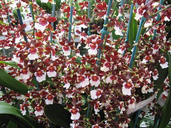 Hawaii_Cruise_2013_197