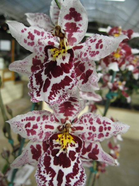 Hawaii_Cruise_2013_199