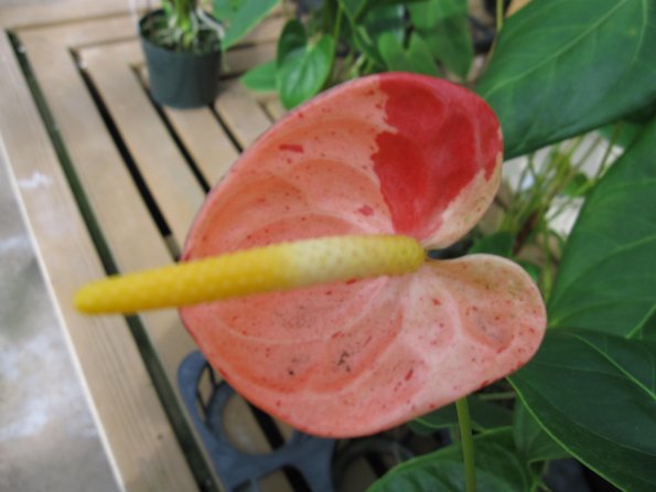 Hawaii_Cruise_2013_201