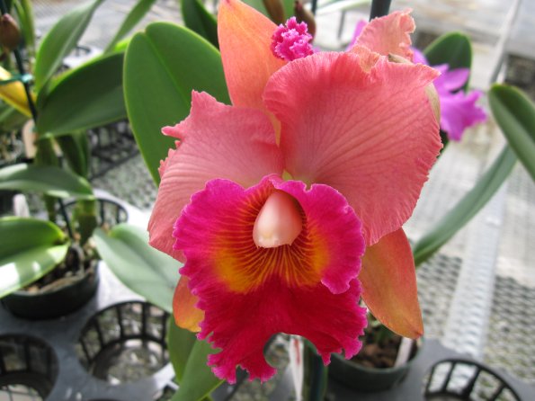 Hawaii_Cruise_2013_202