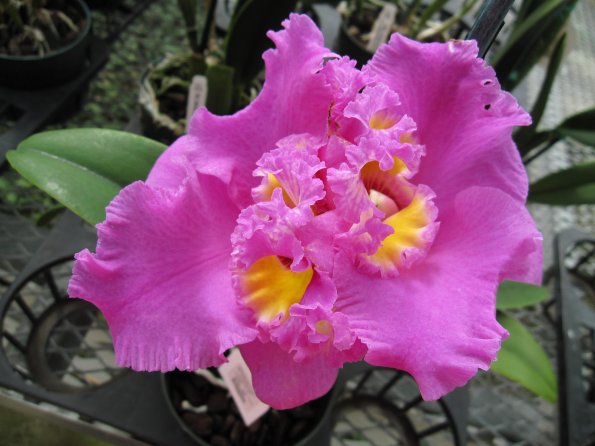 Hawaii_Cruise_2013_203