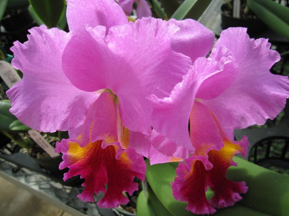 Hawaii_Cruise_2013_204