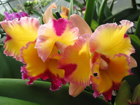 Hawaii_Cruise_2013_205