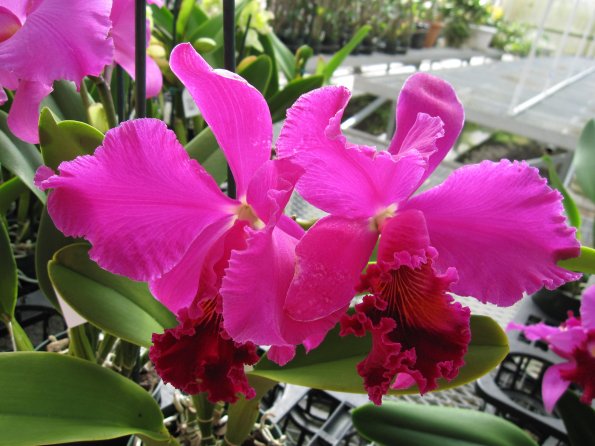 Hawaii_Cruise_2013_206